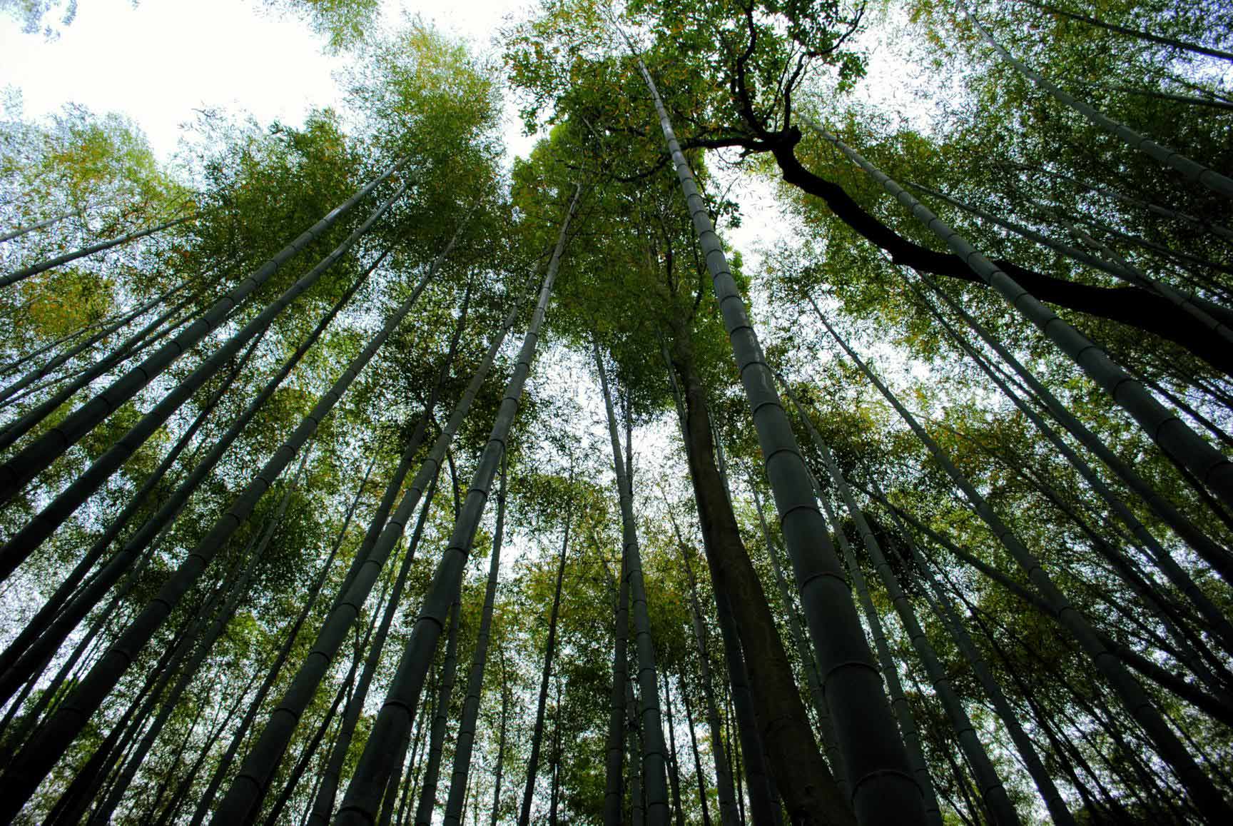bosque-bambu-arashiyama-10