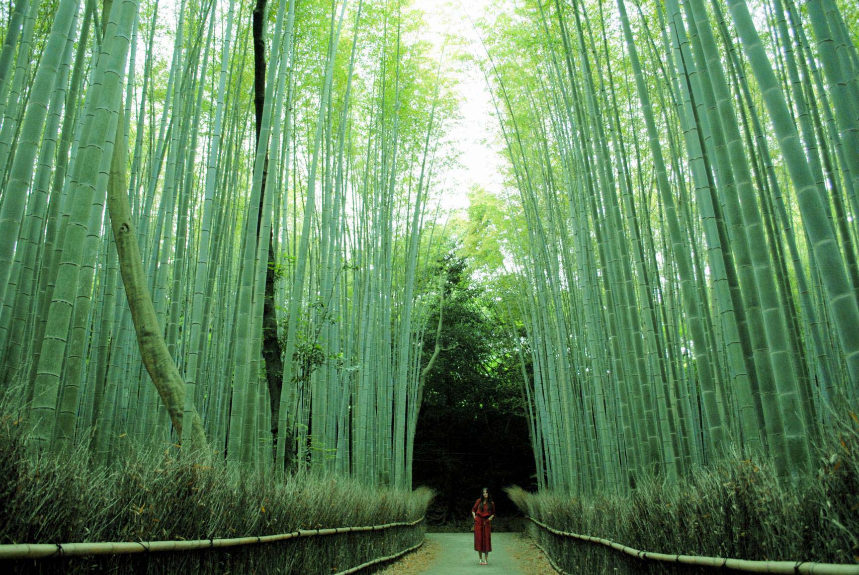 bosque-bambu-arashiyama-11