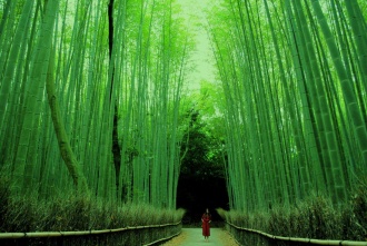 bosque-bambu-arashiyama