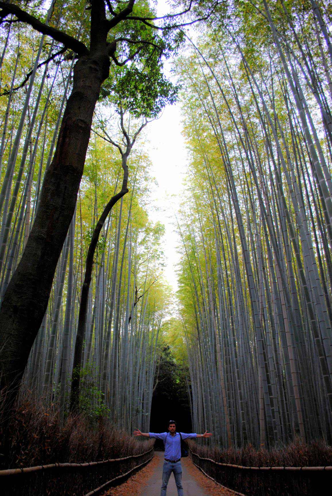 bosque-bambues-arashiyama-9