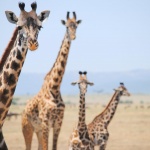 Viajar con visado a Kenia, el país que inventó los safaris